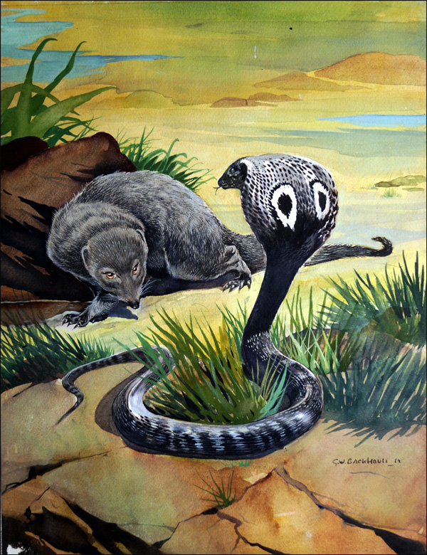 Mongoose Versus Cobra (Original) (Signed) by G W Backhouse Art at The Illustration Art Gallery