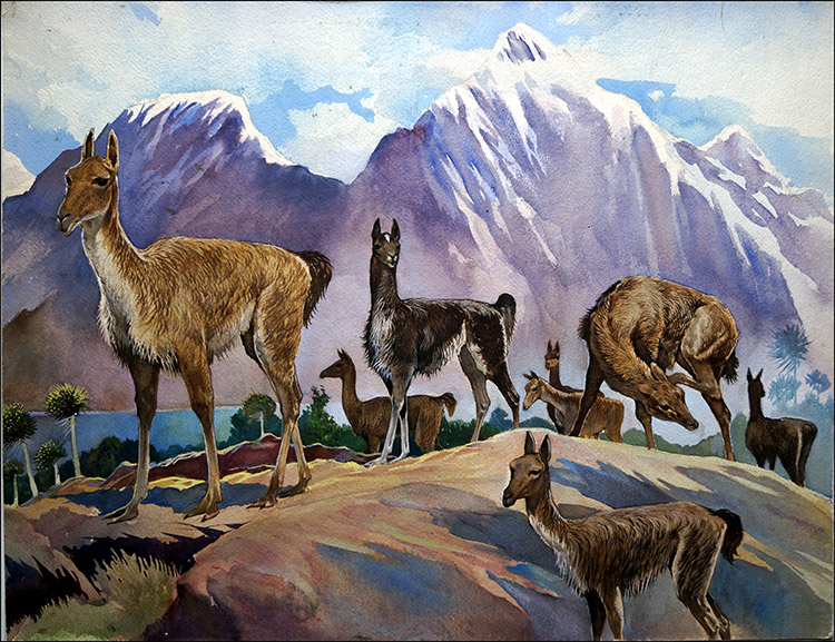Llamas (Original) by G W Backhouse Art at The Illustration Art Gallery