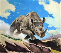 White Rhinoceros (Original) (Signed)