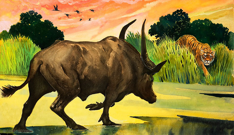 Water Buffalo meets Tiger: Wonders of Nature (Original) by G W Backhouse Art at The Illustration Art Gallery