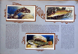 Complete Set of 50 The Sea-Shore Cigarette cards in album (1938)
