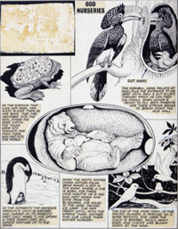 Odd Nurseries (Original) (Signed)