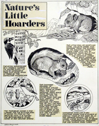 Nature's Little Hoarders (Original) (Signed)