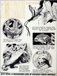 Tit - For - Tat (Original) (Signed)