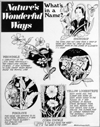 What's In A Name? (Original) (Signed)