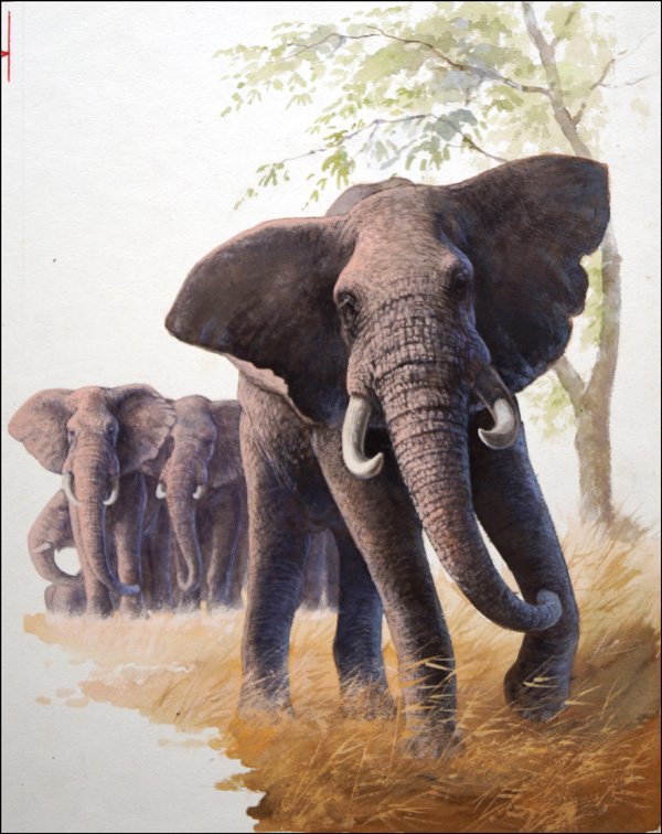 Bull Elephant Looking After Baby (Original) by Bob Hersey Art at The Illustration Art Gallery