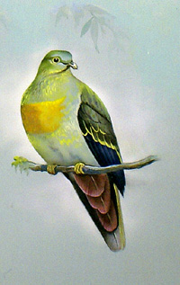 Large Green Pigeon (Malay Peninsula) (Original)