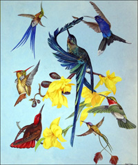 All Sorts of Humming Birds (Original) (Signed)