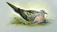 Mourning Dove (North America) (Original)