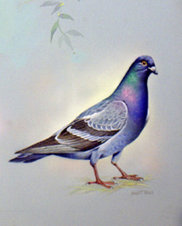 Rock Dove (North America) (Original) (Signed)