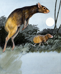 Agouti (Original)