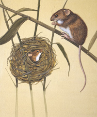 Harvest Mice (Original)