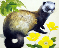 Polecat (Original) (Signed)