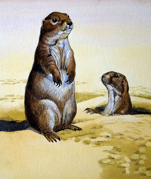 Prairie Dog (Original) by Kenneth Lilly Art at The Illustration Art Gallery