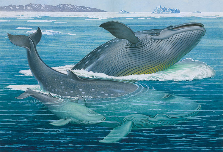 The Blue Whale (Original) by Bernard Long Art at The Illustration Art Gallery