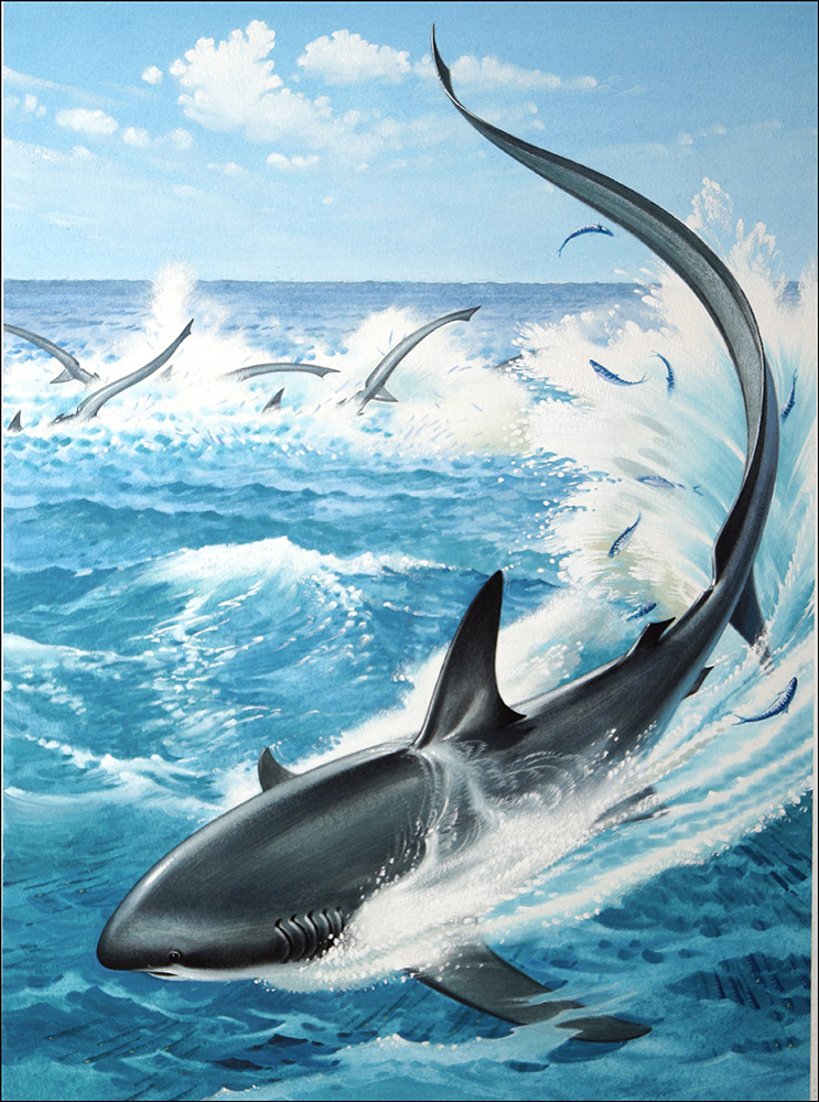 Thresher Sharks Targeting a Dolphin (Original) art by Bernard Long Art at The Illustration Art Gallery