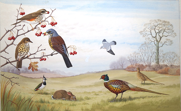 Wildlife in an English Meadow (Original) (Signed) by John Rignall Art at The Illustration Art Gallery