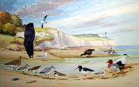 Birds to spot on the Sea Shore (Original) (Signed)