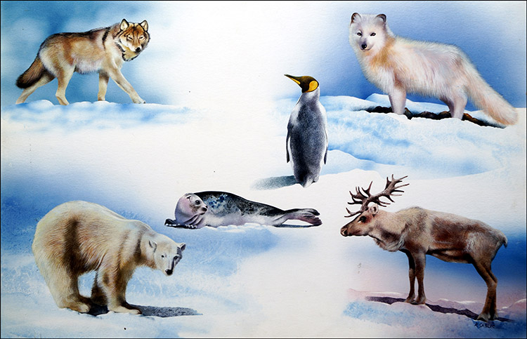 Animals From Opposite Ends of the Earth (Original) by Rudolf Sablic Art at The Illustration Art Gallery