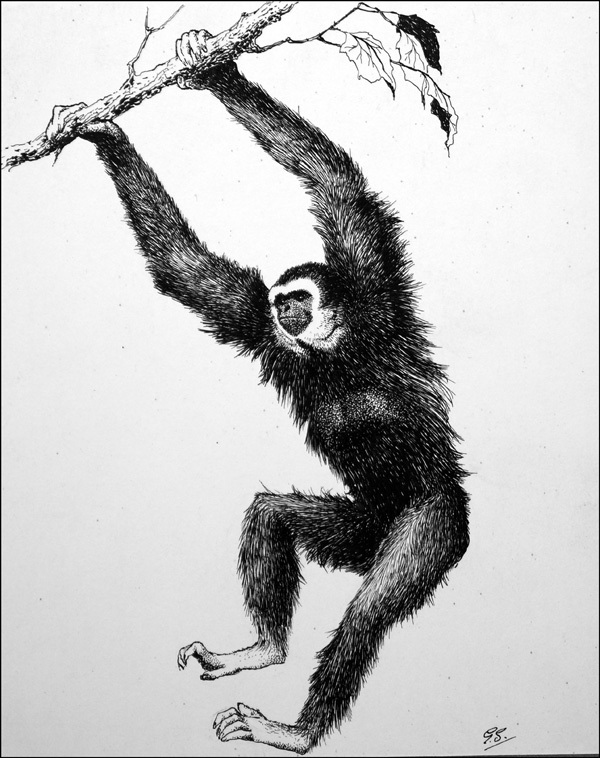 White-Handed Gibbon (Original) (Signed) by Glenn Steward Art at The Illustration Art Gallery